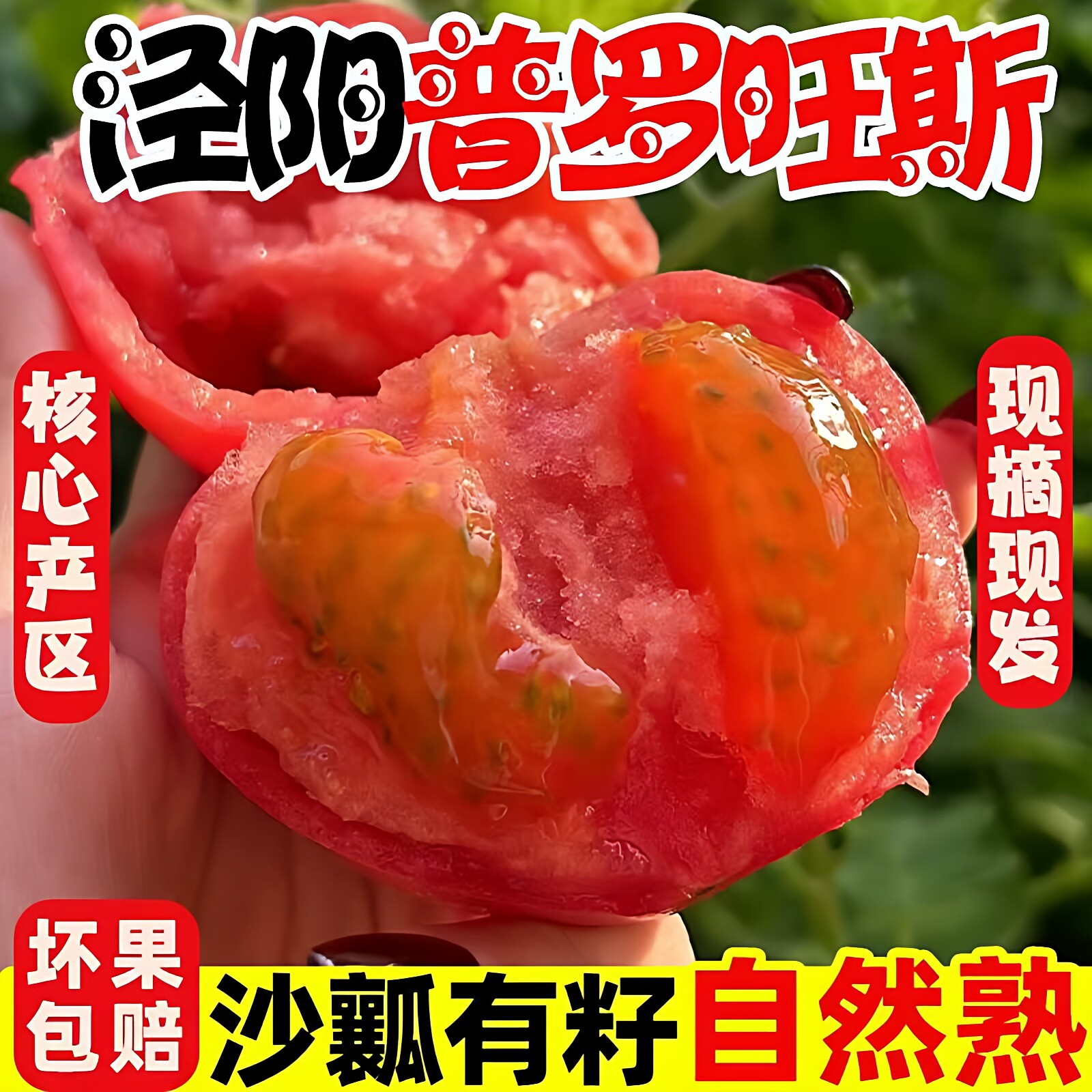 陕西泾阳普罗旺斯水果西红柿5斤包邮新鲜生吃自然熟孕妇沙瓤番茄