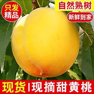 陜西禮泉黃金蜜水蜜桃5斤 新鮮孕婦水果黃毛桃脆軟正宗甜桃子 包郵