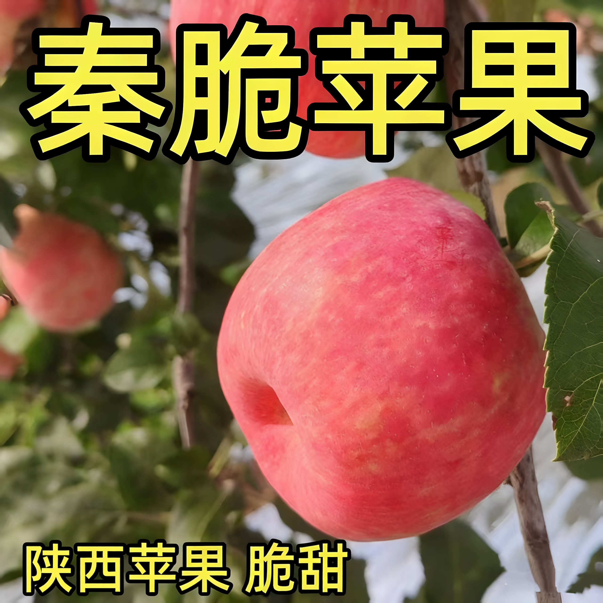 陕西正宗秦脆苹果脆甜苹果10斤5斤包邮应当季新鲜孕妇水果脆苹果