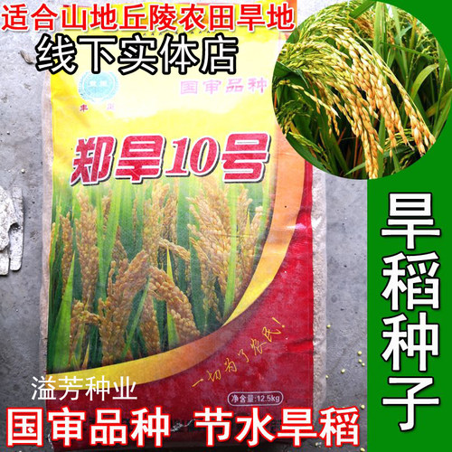 旱稻种子10号高产山地丘陵