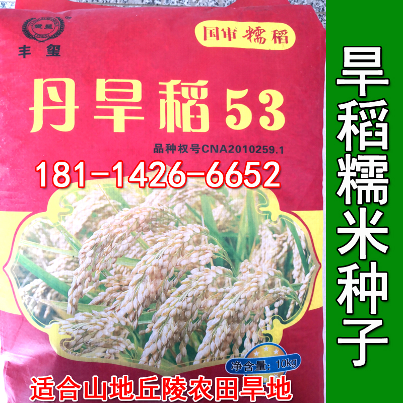 旱稻种子10号丘陵山地