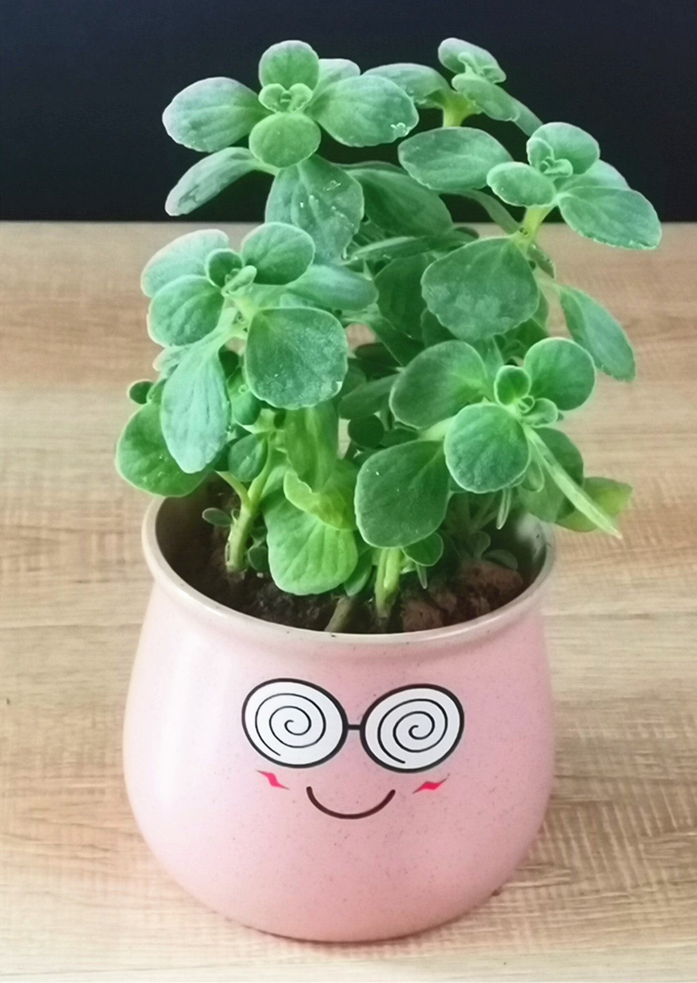 一抹香盆栽室内碰碰香驱蚊草净化空气办公室除臭一摸香带盆