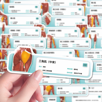 人体肌肉分析贴纸医学生解剖学习