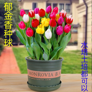 郁金香大种球水培花卉植物四季 开花种子盆栽苗室内土培水好养易活