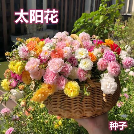 重瓣太阳花种孑籽子混色四季播种开花花卉易活阳台室内盆栽苗庭院