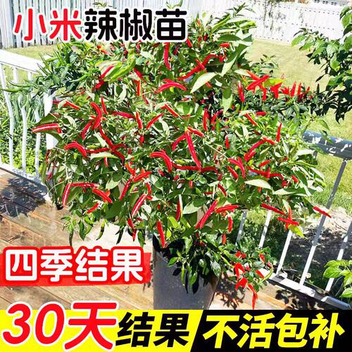 小米辣椒苗秧苗朝天椒四季盆栽螺丝薄皮青椒种籽树苗春蔬菜苗大全