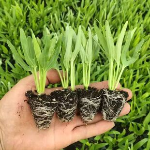 高产三叉空心菜苗秧柳叶空心菜苗带根带土大叶盆栽耐热四季空心菜