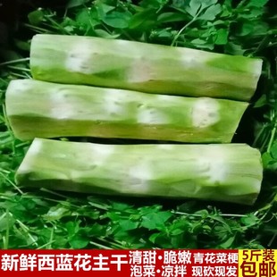 四川西蓝花主干新鲜时令蔬菜青花菜梗凉拌泡菜原料菜花梗泡酸菜料