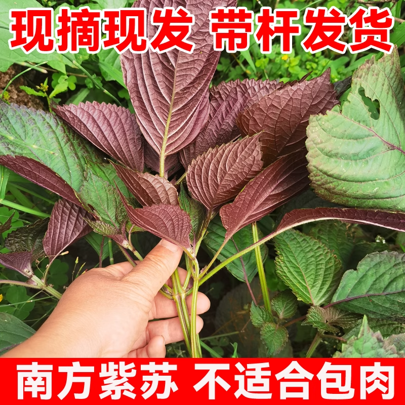 四川带杆紫苏叶新鲜食用香料鱼虾蟹等去腥提鲜饭店商用长杆紫苏叶