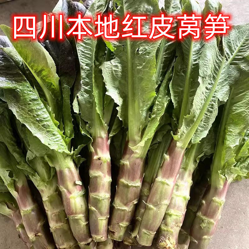 四川本地农家露天种植当季砍现发红叶香莴笋新鲜紫皮莴笋红莴笋