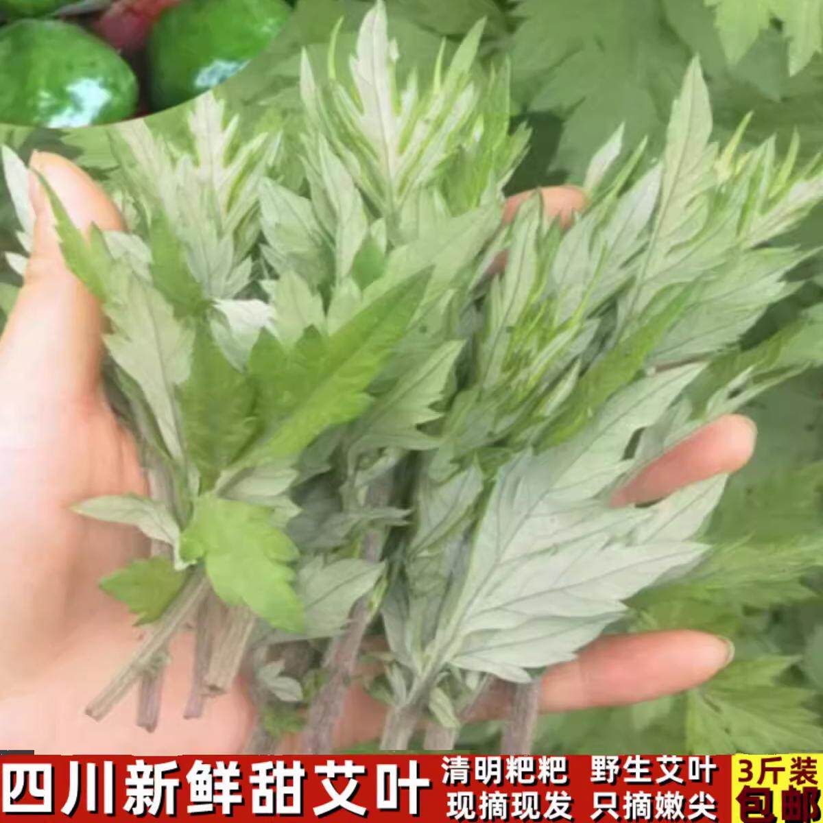 四川艾叶新鲜嫩尖野生甜艾草叶艾蒿清明草糍粑艾青团嫩艾叶蔬菜