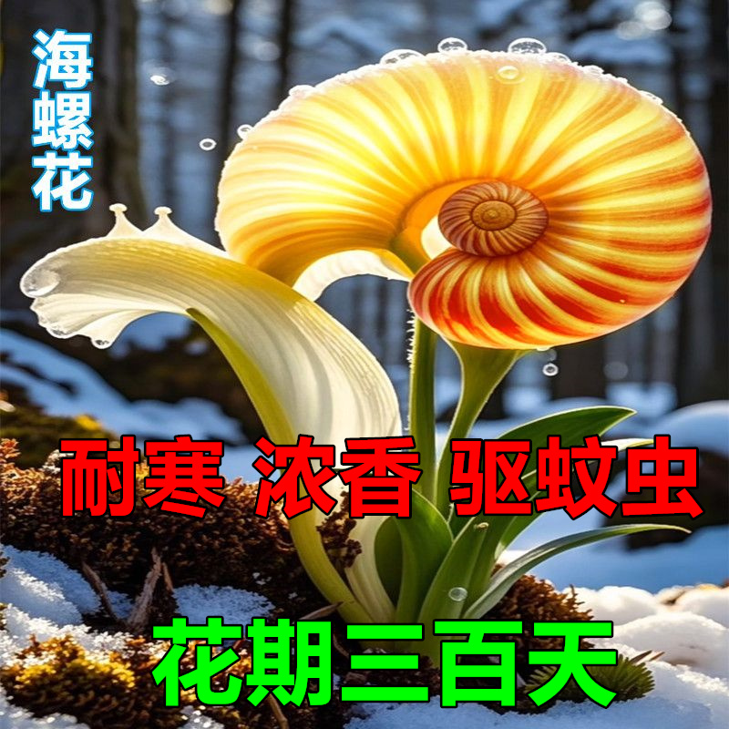 补贴专享】30天开花浓香种球盆栽室内植物水培酢浆草香雪风雨兰z