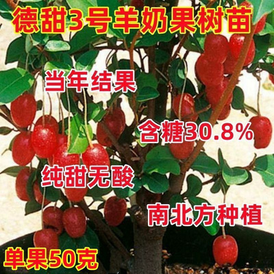 羊奶果苗嫁接盆栽特大甜果树德甜二号杨奶果树胡颓子苗南北方庭院