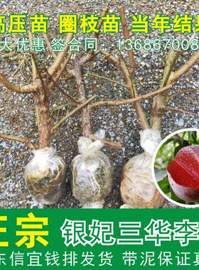 信宜钱排银妃高压苗三华李子树苗广东 红心三华李苗树苗圈枝苗
