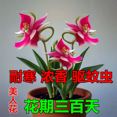 降价补贴】30天开花浓香种球盆栽室内植物水培晚香玉香雪风雨兰z