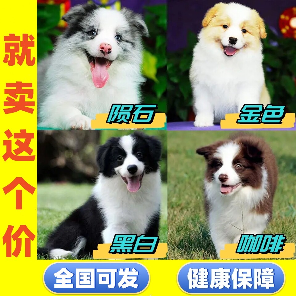 纯种边牧幼犬活体双血统边境牧羊犬黑白陨石金边色宠物狗狗