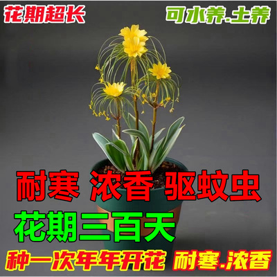 福利补贴】30天开花浓香种球盆栽室内植物水培藏红花水仙百合兰z
