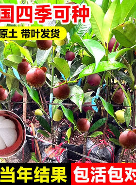 山竹树苗带果嫁接岭南黄金泰国山竹水果树果苗四季盆栽南北方种植