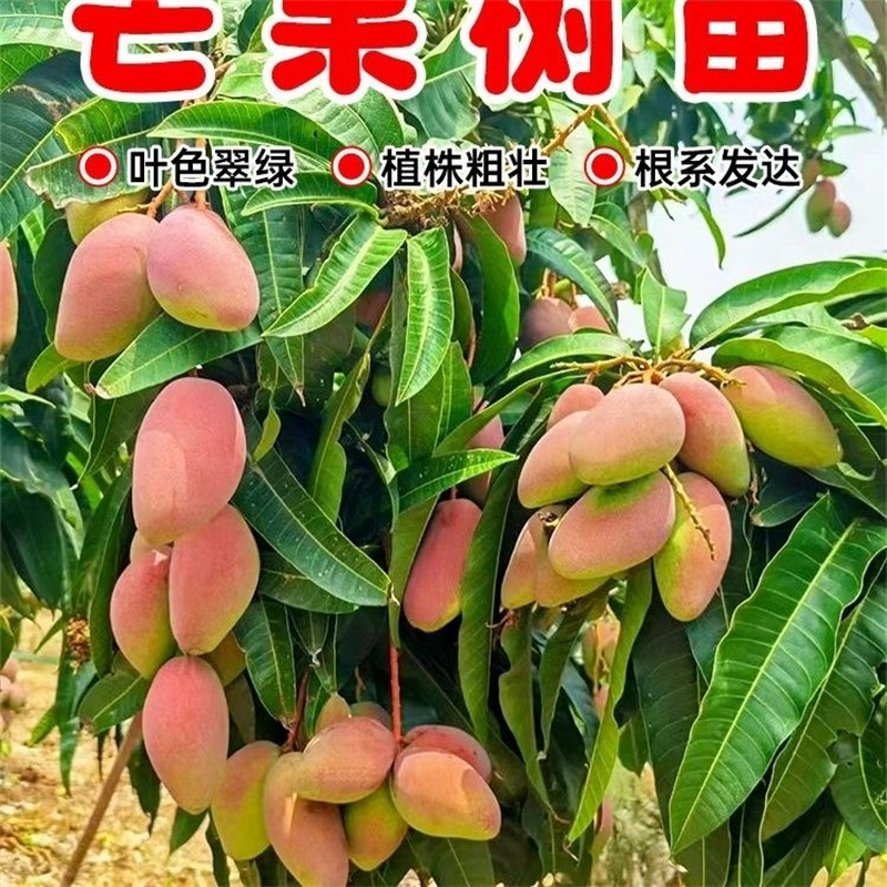 四川攀枝花凯特芒果苗正宗嫁接芒果树苗巨无霸大芒果树苗盆栽地栽