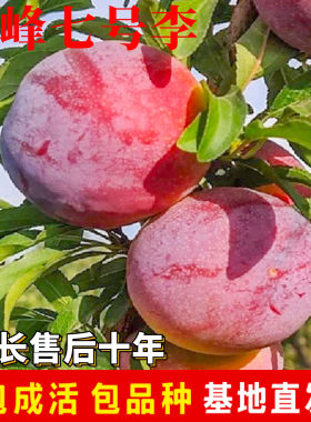 国峰七号李子树苗新品种南北方特大耐寒种植矮化盆栽嫁接当年结果