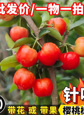 樱桃树苗新品热卖印度针叶樱桃苗果苗一年几次结果树庭院种植盆栽