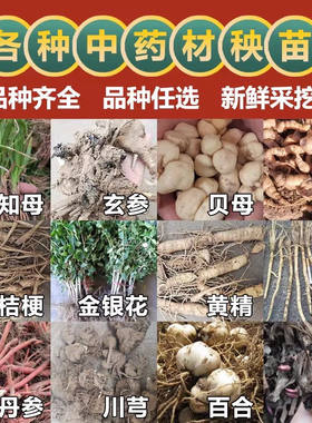 中草药苗大全何首乌苗白芨苗药材种植苗金银花枸杞树苗种黄精玉竹