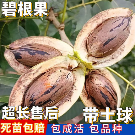 碧根果树果苗嫁接美国山核桃南北方庭院地栽大树阳台盆栽当年结果