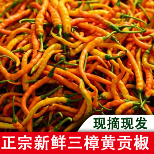 湖南衡东三樟特产 新鲜黄贡椒鲜辣椒原产地直供 现摘现发3斤包邮