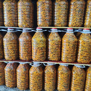 湖南黄贡椒剁辣椒衡东三樟剁椒辣椒酱农家自制双色鱼头剁椒调料