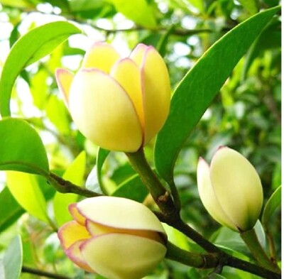 含笑树苗红花含笑苗 含笑花树苗 含笑花盆栽紫花含笑盆栽花苗