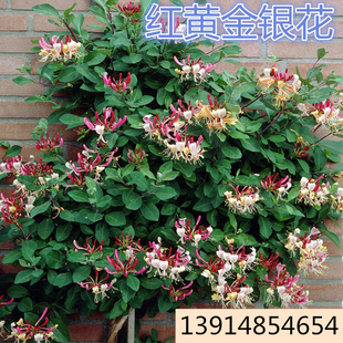 金银花苗 红花 黄白花金银花盆栽树苗 爬藤植物地栽占地盆景观赏
