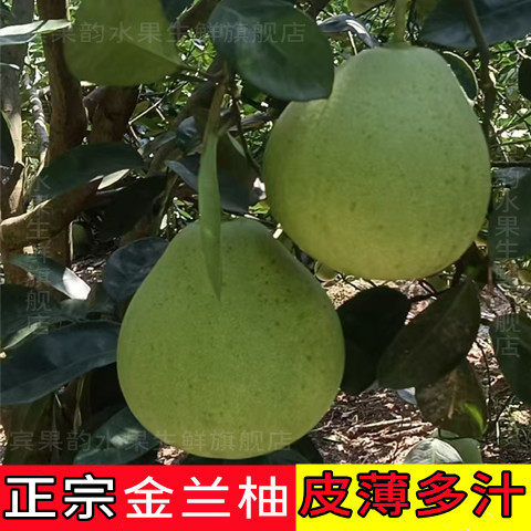 江西安福金兰柚子吉安井冈山特产