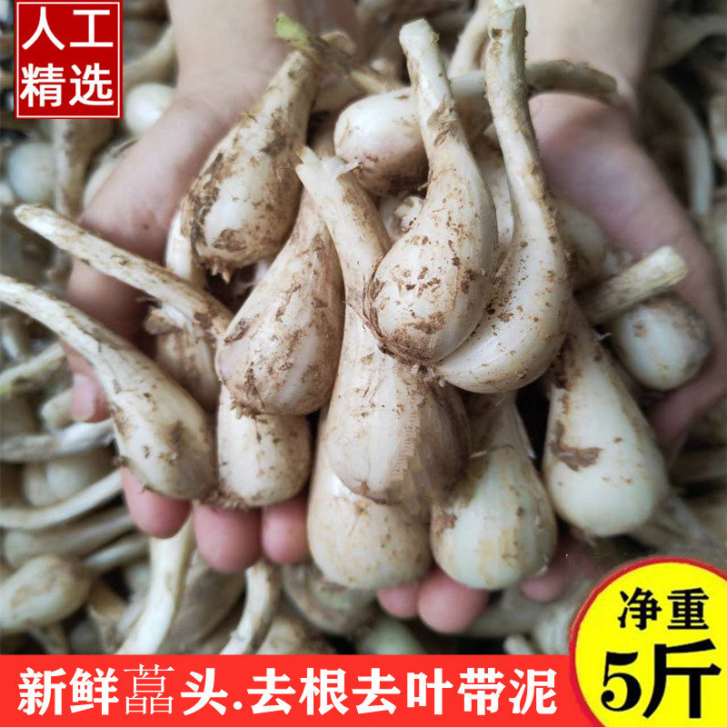 江西当季荞头现挖现发新鲜蔬菜四季荞头时令蔬菜藠头新鲜叫头种子
