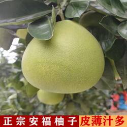 江西特产安福柚子井冈山金兰柚新鲜孕妇级蚕子薄皮老树白心蜜柚子