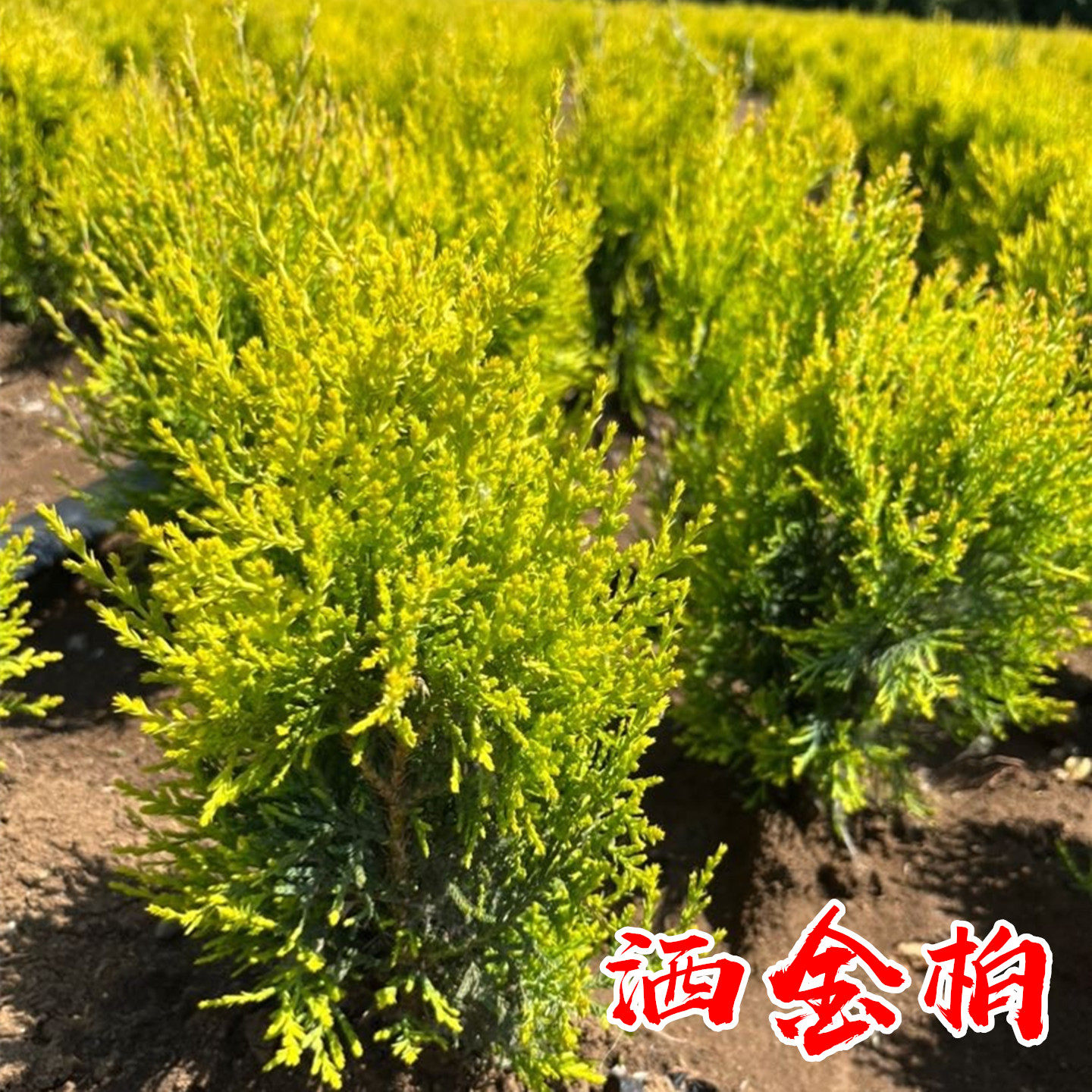 工程色块小苗洒金柏四季常青侧柏