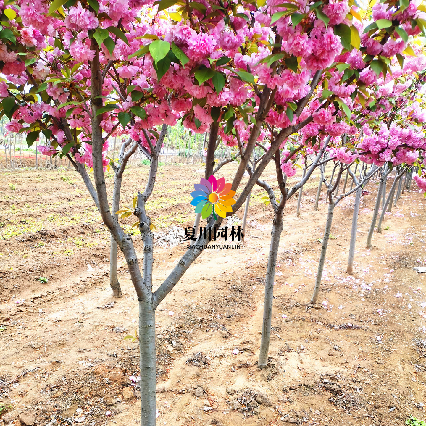 嫁接樱花树苗染井吉野樱花早樱晚樱庭院别墅大型风景树当年开花树