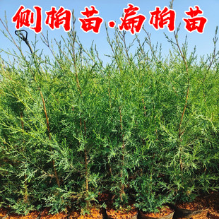 扁柏树苗侧柏树苗柏枝树扁柏叶洗头塔柏塔松树洒金柏工程小苗色块