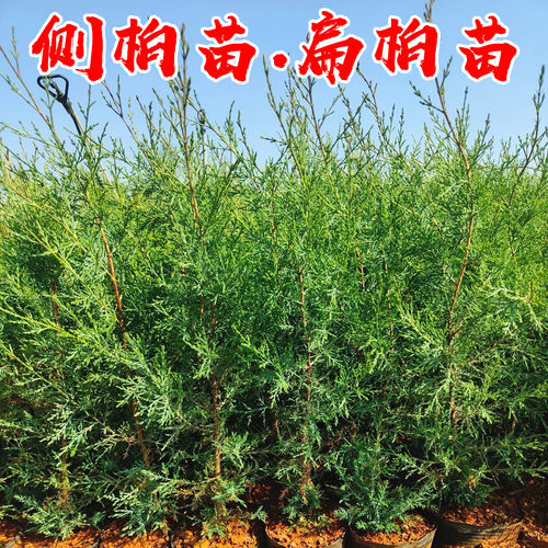 工程绿化小苗侧柏洒金柏四季常青