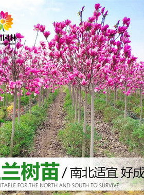别墅耐寒玉兰花苗当年开花风景树