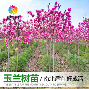 紫玉兰树苗红玉兰花苗盆栽玉兰花树别墅庭院耐寒大型风景树白玉兰
