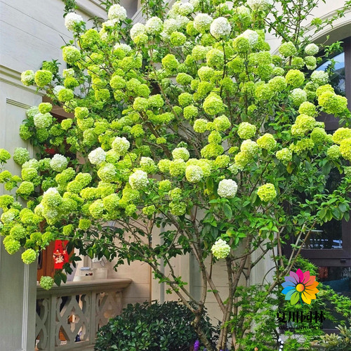别墅风景树中华木绣球当年开花树