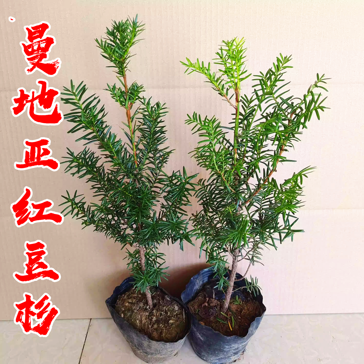 别墅绿化耐寒红豆杉树苗当年挂果