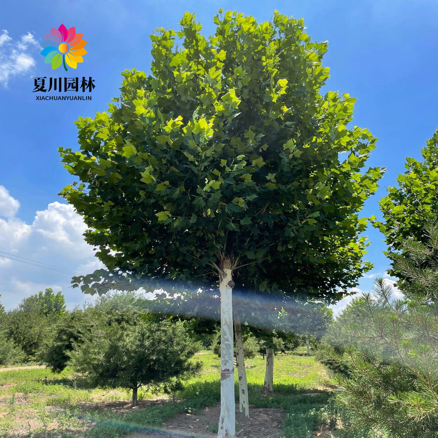 法国梧桐树树苗庭院风景树行道树园林绿化苗木南方种植青桐法桐