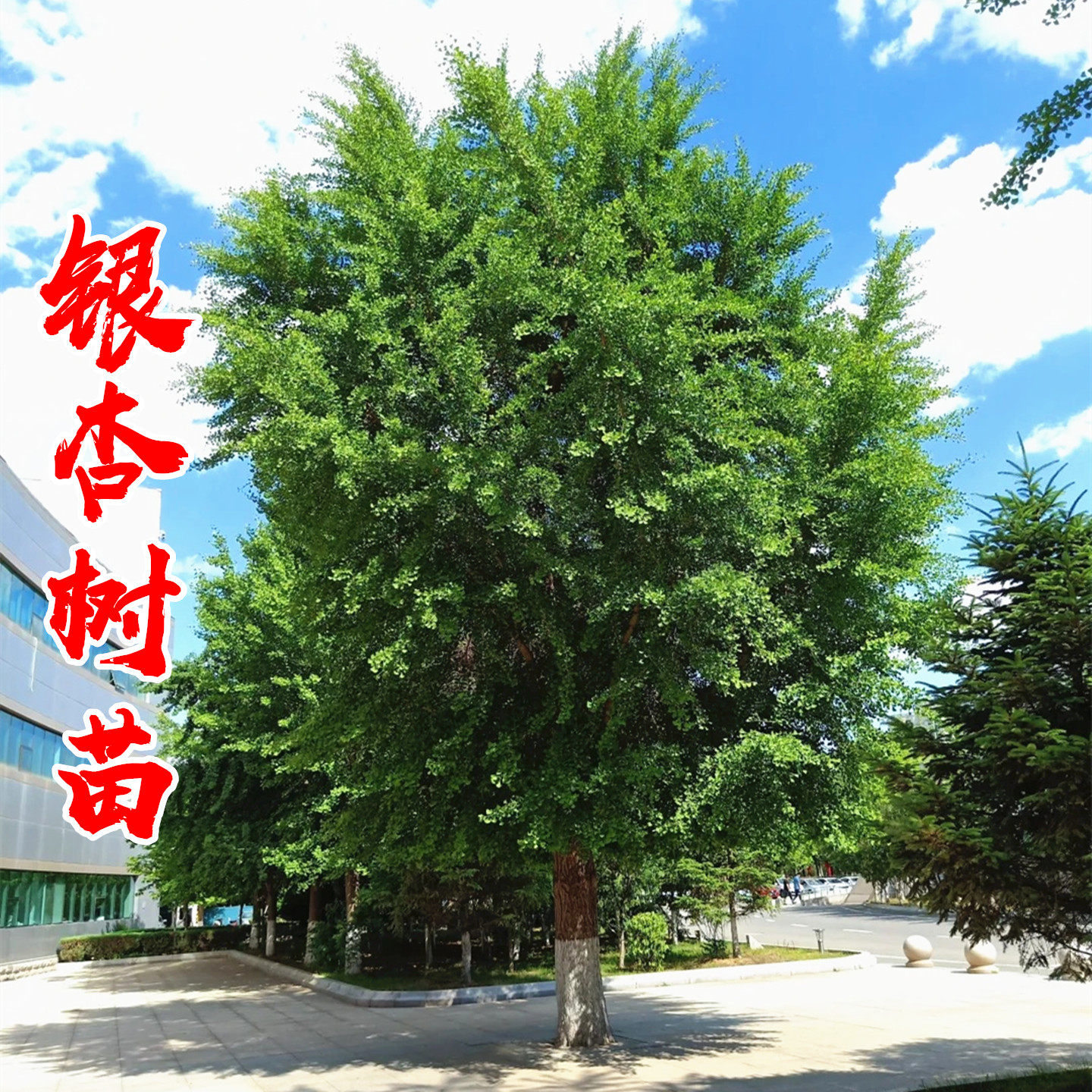 别墅耐寒风景树银杏树苗当年结果