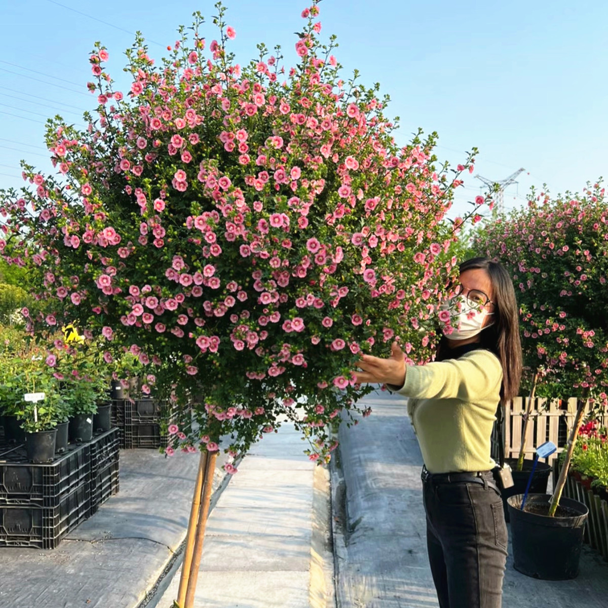 小木槿花树苗盆栽花卉植物室内花阳台好养棒棒糖型四季开花小植物