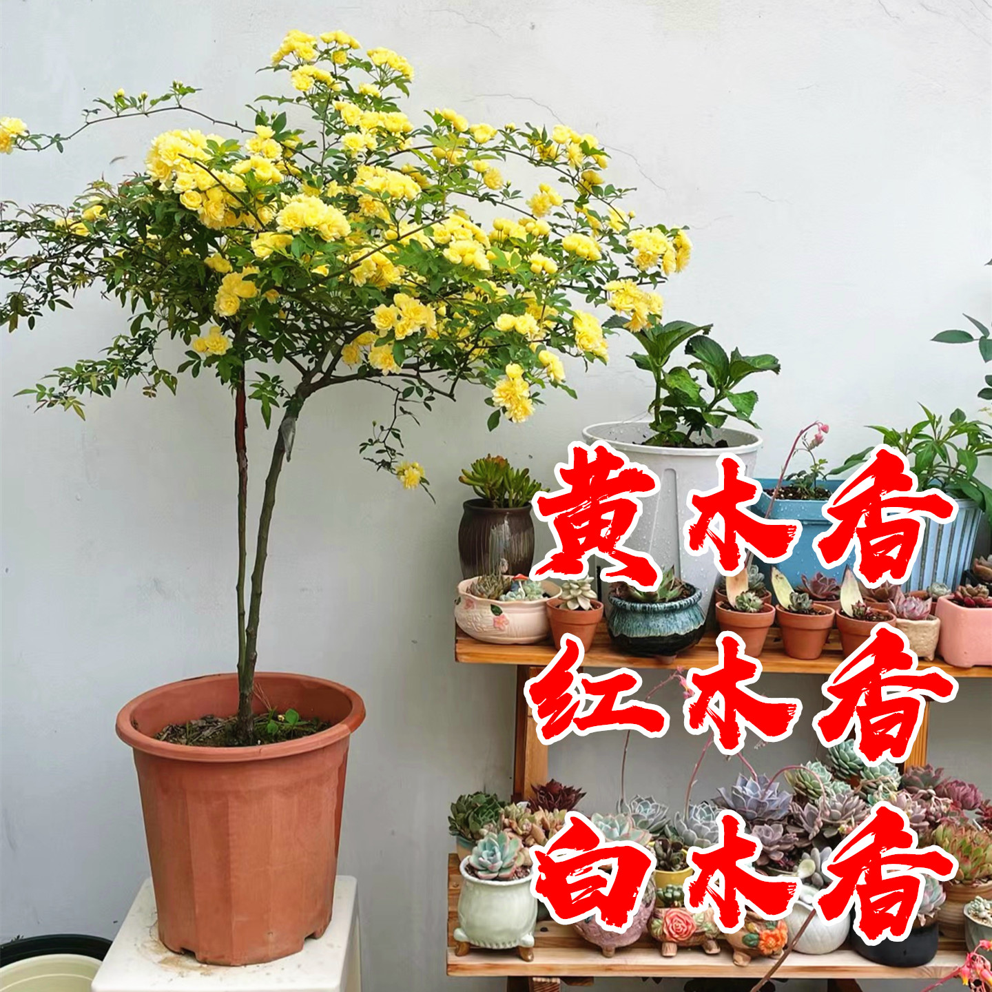 别墅庭院浓香黄木香花苗当年开花
