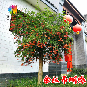 别墅绿化耐寒金丝吊蝴蝶当年挂果
