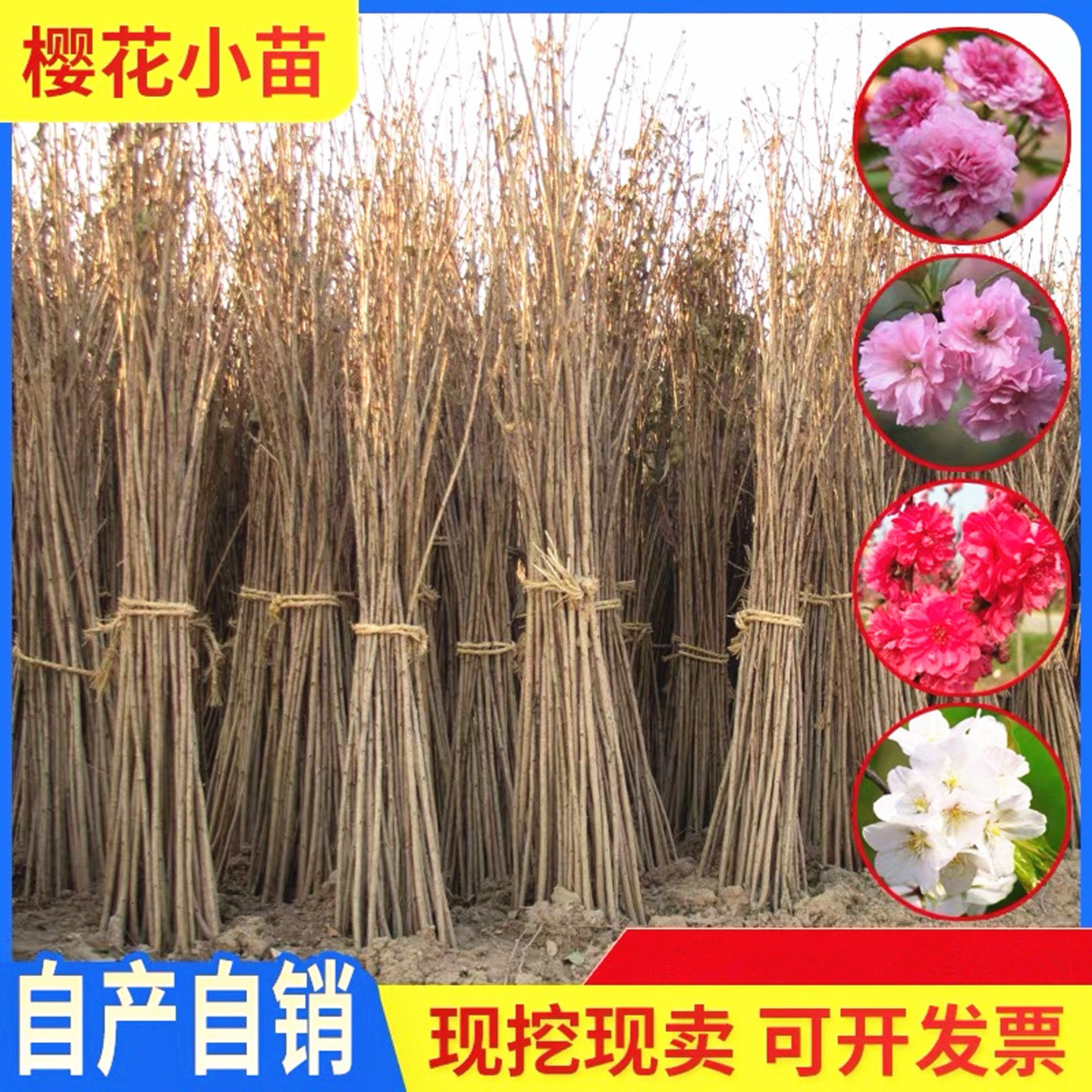 日本樱花树苗小苗庭院盆栽地栽四季南北方种植风景树绿化工程树苗