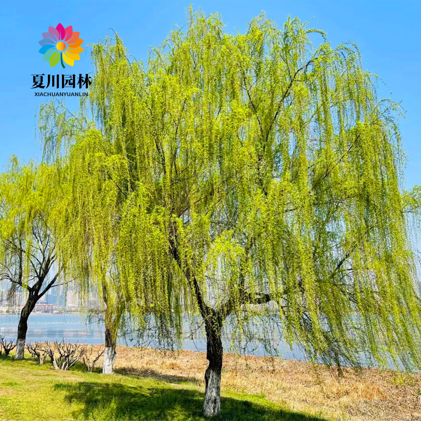 垂柳树苗黄金柳树苗庭院绿化大风景树行道树金丝垂柳苗速生柳树苗
