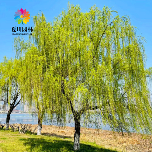 别墅绿化风景树柳树树苗遮阳大树
